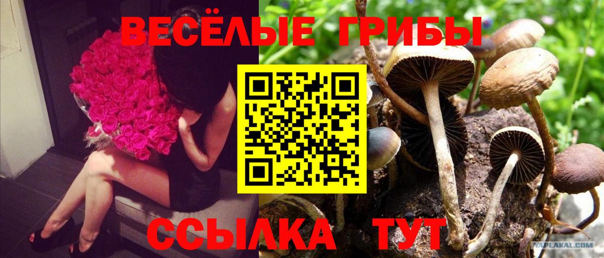 Псилоцибиновые грибы Cubensis Ишим
